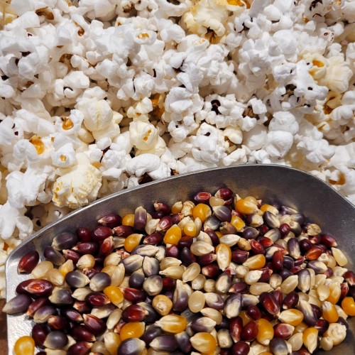 Rainbow Popping Corn - per lb